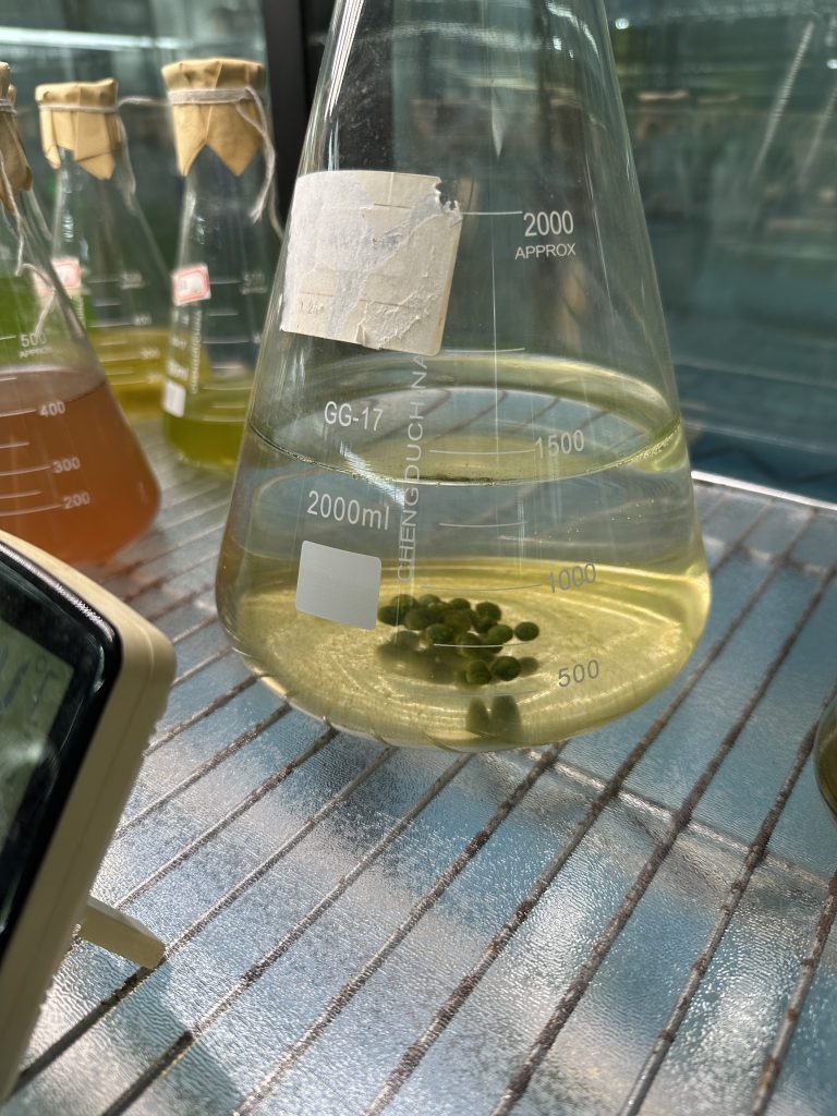 光語藻種室里的葛仙米