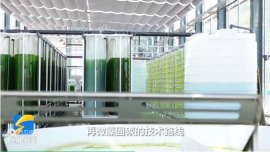 電廠如何用微藻固碳？