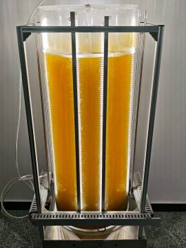 光語(yǔ)柱式反應(yīng)器?養(yǎng)三角褐指藻