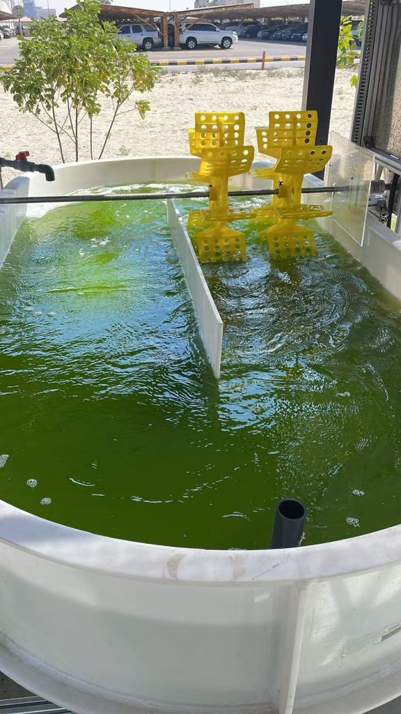 光語生物沙特微藻項目跑道池