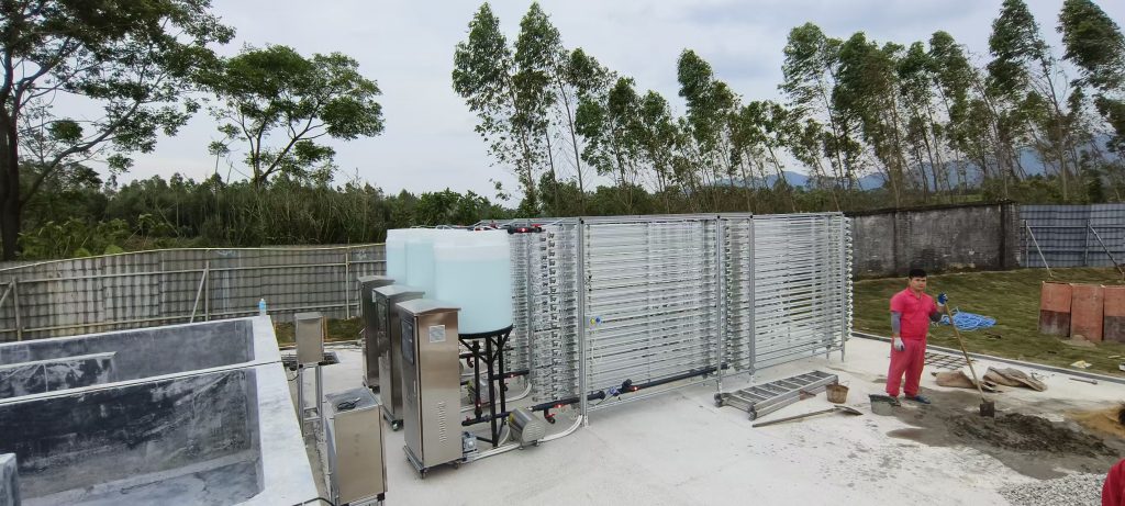 養(yǎng)豬場養(yǎng)藻有什么好處